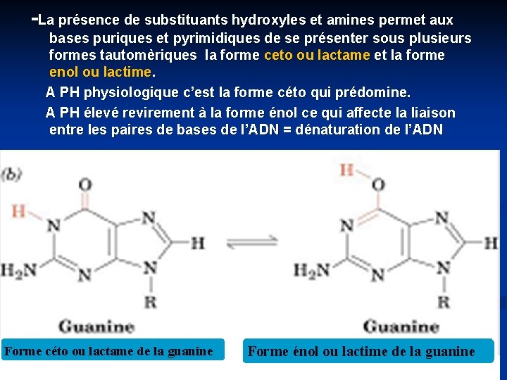 -La présence de substituants hydroxyles et amines permet aux bases puriques et pyrimidiques de