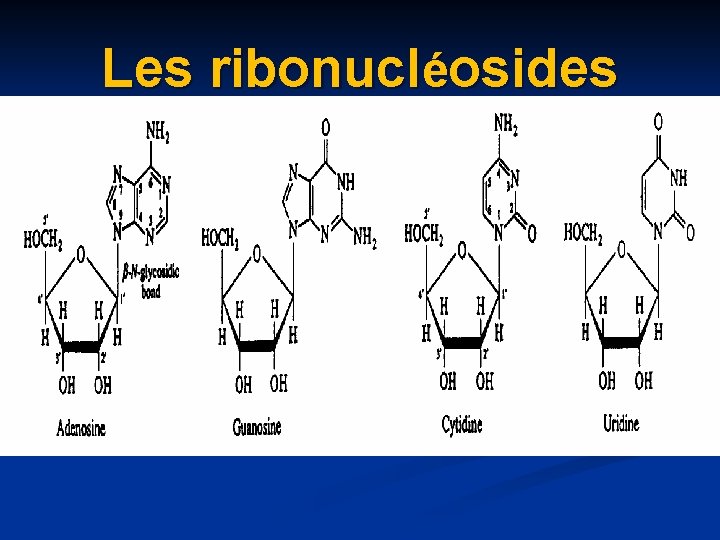 Les ribonucléosides 
