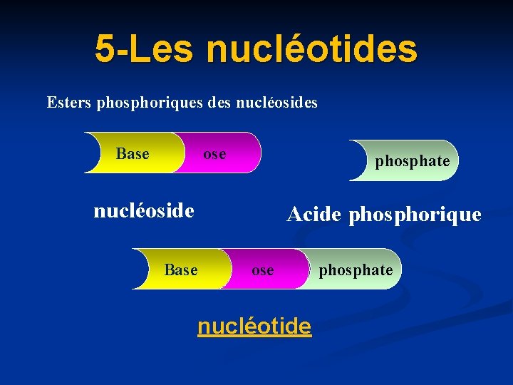 5 -Les nuclé 5 -Les nucl otides Esters phosphoriques des nucléosides Base ose phosphate