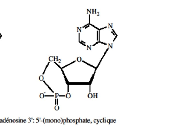 5 -Les nuclé 5 -Les nucl otides n 0 o; p 