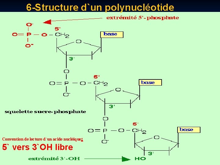 6 -Structure d`un polynucléotide Convention de lecture d`un acide nucléique: 5` vers 3`OH libre