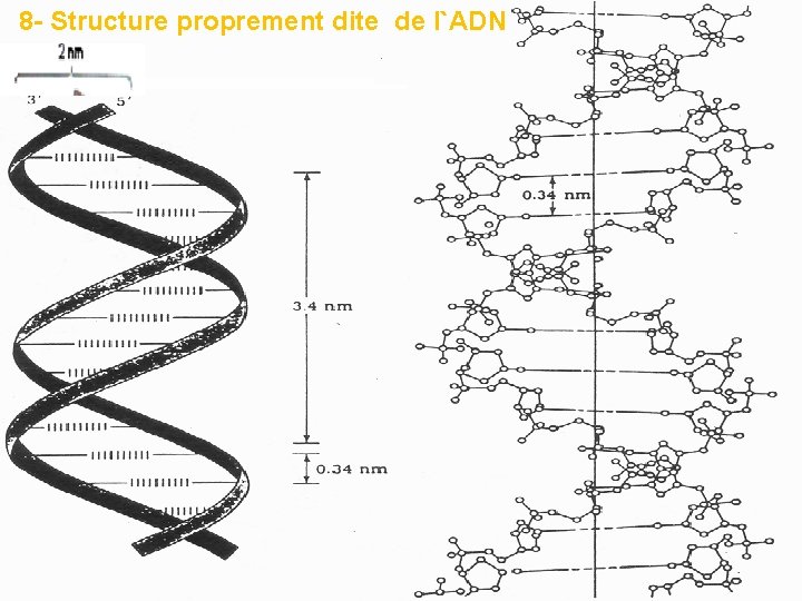 8 - Structure proprement dite de l`ADN 