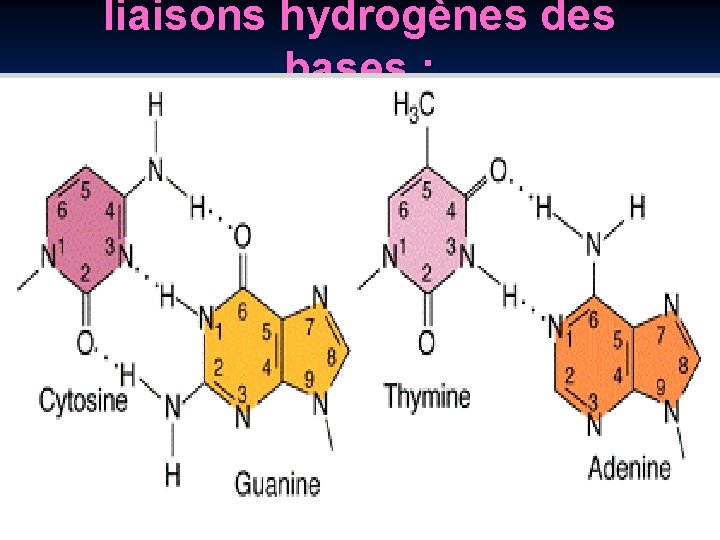 liaisons hydrogènes des bases : n 