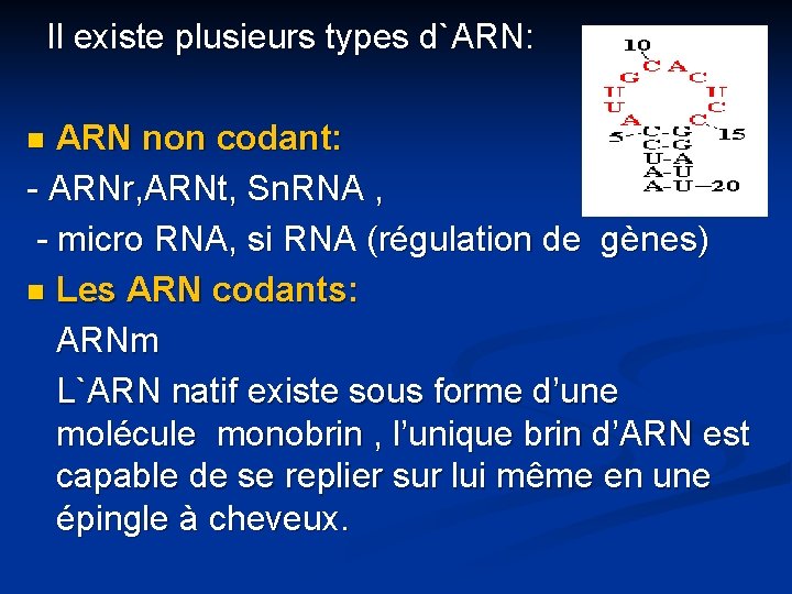 Il existe plusieurs types d`ARN: ARN non codant: - ARNr, ARNt, Sn. RNA ,