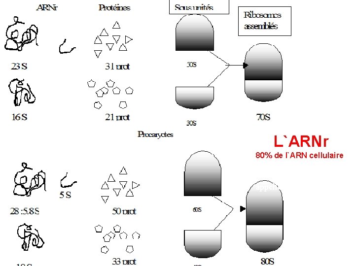 le déchiffrage du code gé L`ARNr 80% de l`ARN cellulaire synthétisé au cours d`un