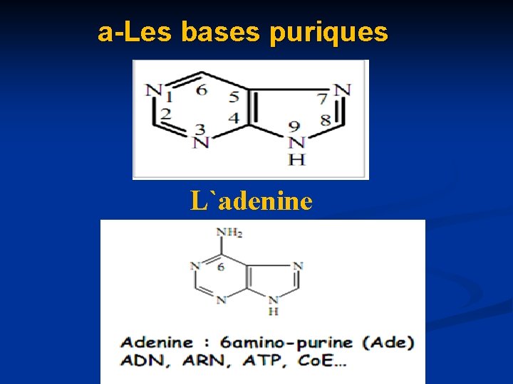 a-Les bases puriques L`adenine 