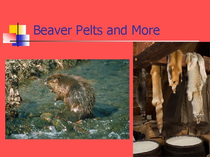 Beaver Pelts and More 