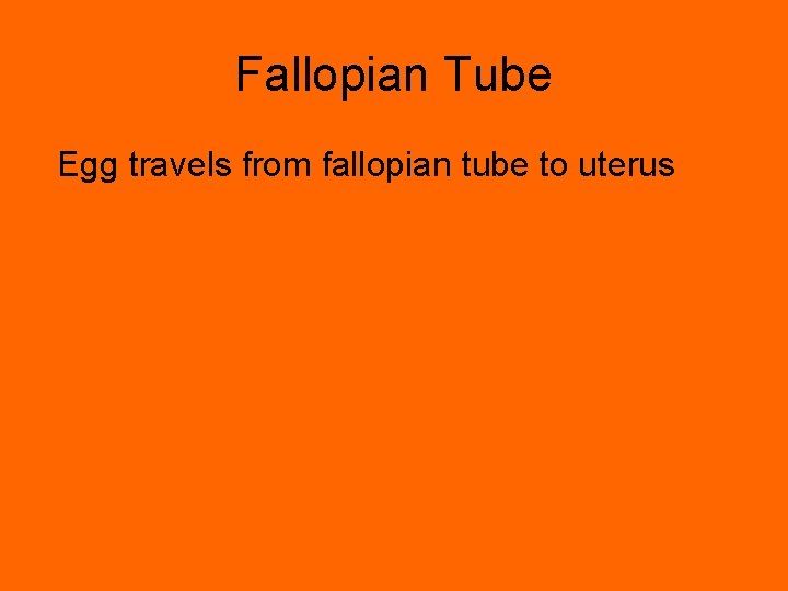 Fallopian Tube Egg travels from fallopian tube to uterus 