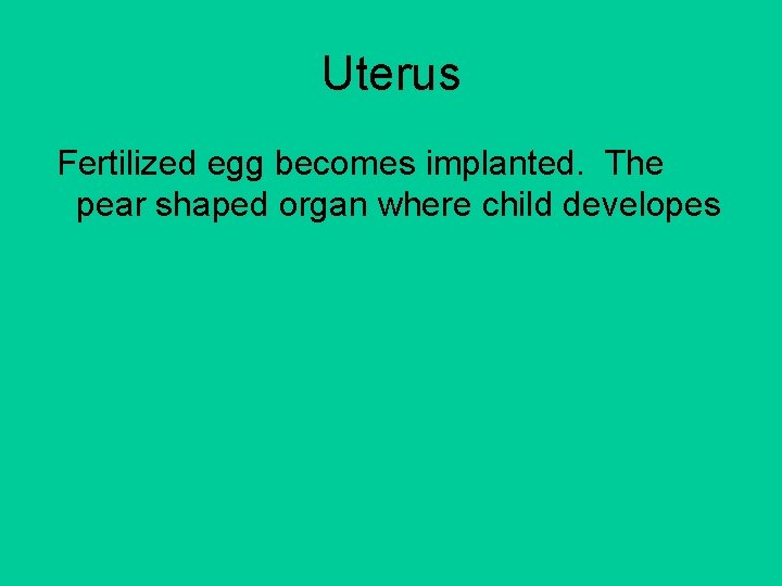 Uterus Fertilized egg becomes implanted. The pear shaped organ where child developes 