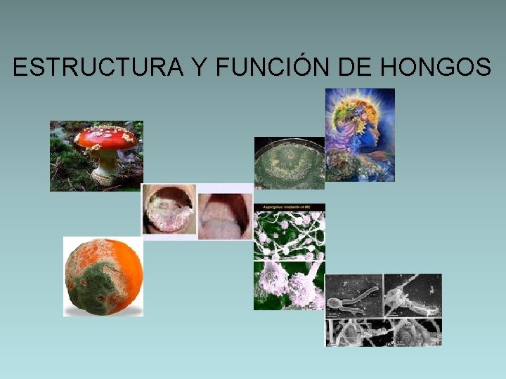 ESTRUCTURA Y FUNCIÓN DE HONGOS 