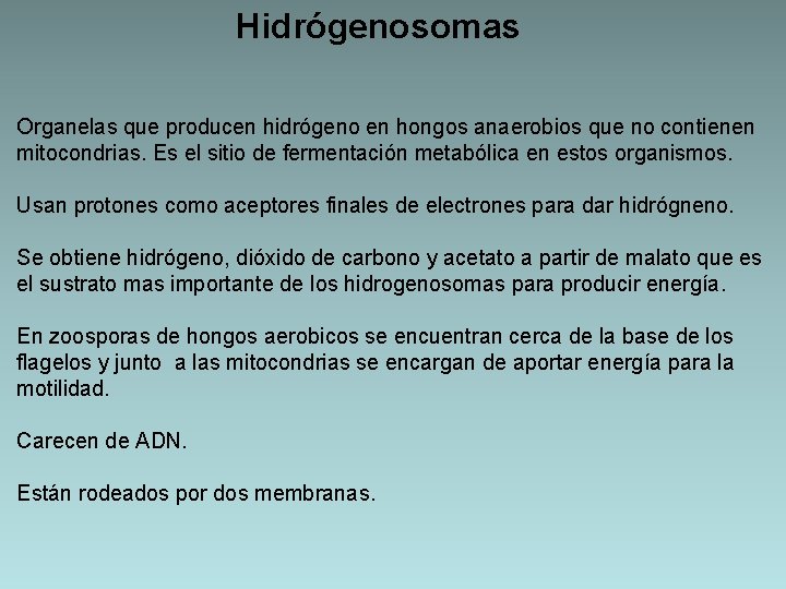 Hidrógenosomas Organelas que producen hidrógeno en hongos anaerobios que no contienen mitocondrias. Es el