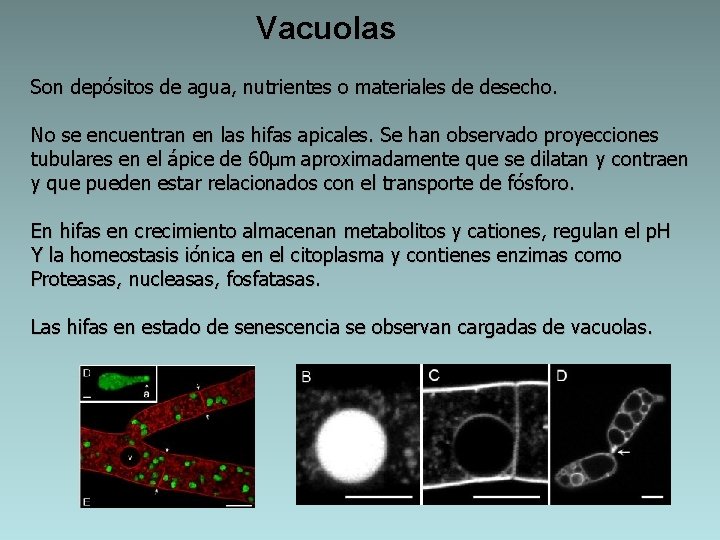 Vacuolas Son depósitos de agua, nutrientes o materiales de desecho. No se encuentran en