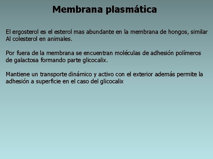 Membrana plasmática El ergosterol es el esterol mas abundante en la membrana de hongos,