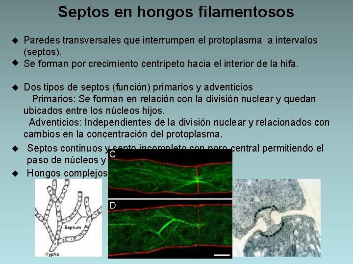 Septos en hongos filamentosos Paredes transversales que interrumpen el protoplasma a intervalos (septos). Se