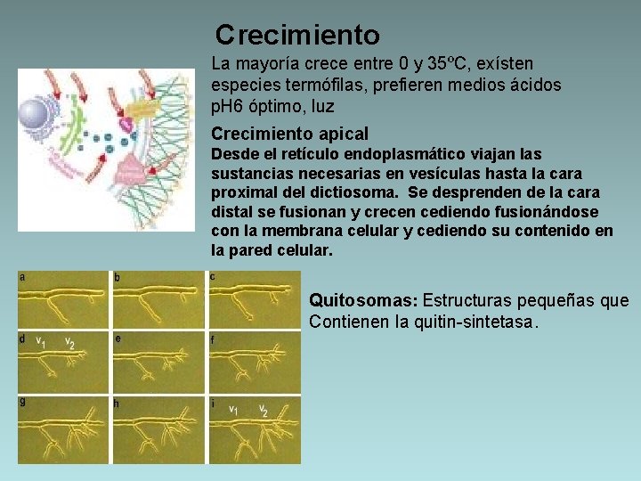 Crecimiento La mayoría crece entre 0 y 35ºC, exísten especies termófilas, prefieren medios ácidos