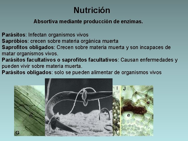 Nutrición Absortiva mediante producción de enzimas. Parásitos: Infectan organismos vivos Sapróbios: crecen sobre materia