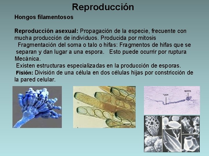 Reproducción Hongos filamentosos Reproducción asexual: Propagación de la especie, frecuente con mucha producción de