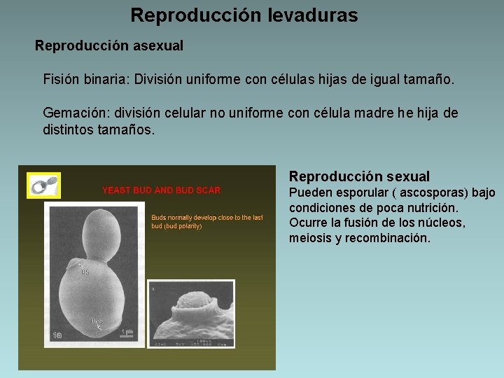 Reproducción levaduras Reproducción asexual Fisión binaria: División uniforme con células hijas de igual tamaño.