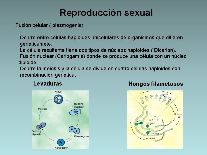 Reproducción sexual Fusión celular ( plasmogenia) Ocurre entre células haploides unicelulares de organismos que