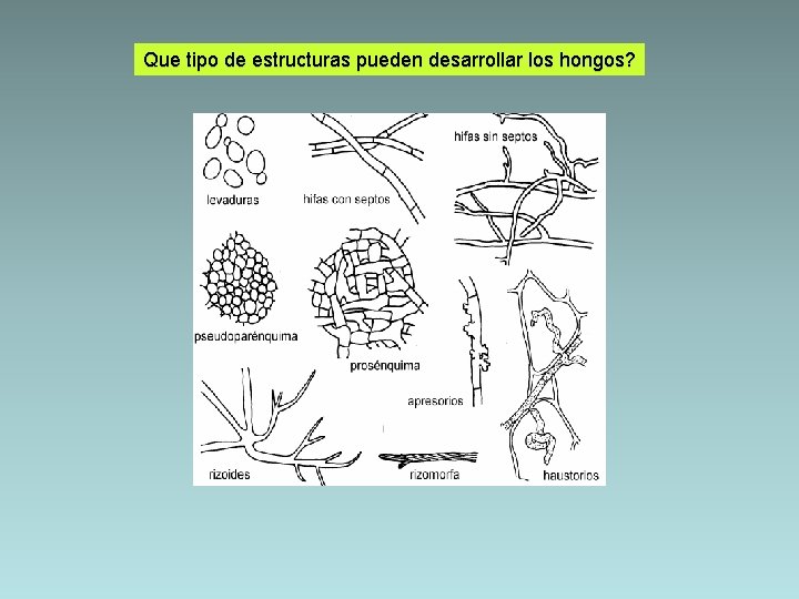 Que tipo de estructuras pueden desarrollar los hongos? 