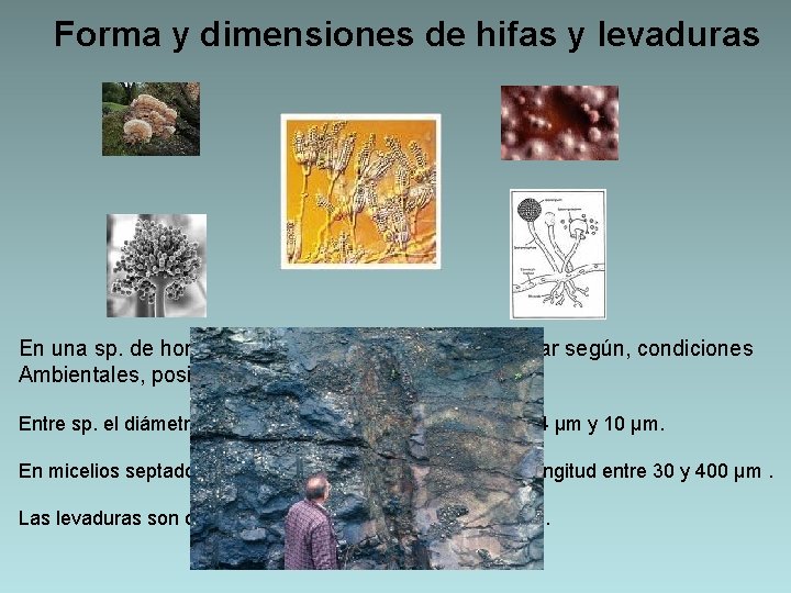 Forma y dimensiones de hifas y levaduras En una sp. de hongo el diámetro