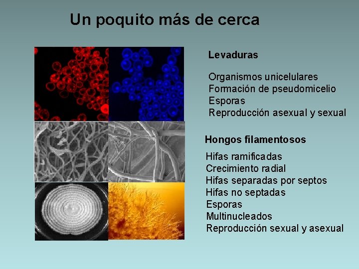 Un poquito más de cerca Levaduras Organismos unicelulares Formación de pseudomicelio Esporas Reproducción asexual