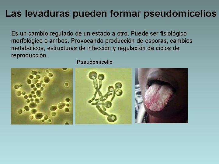 Las levaduras pueden formar pseudomicelios Es un cambio regulado de un estado a otro.