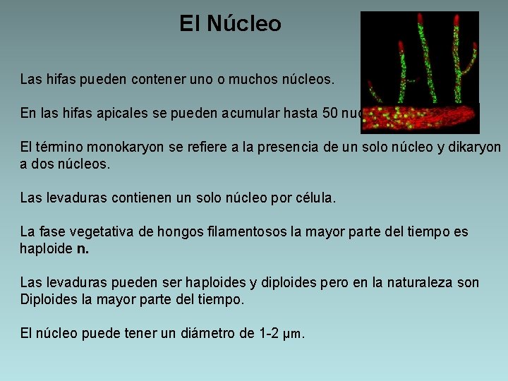 El Núcleo Las hifas pueden contener uno o muchos núcleos. En las hifas apicales