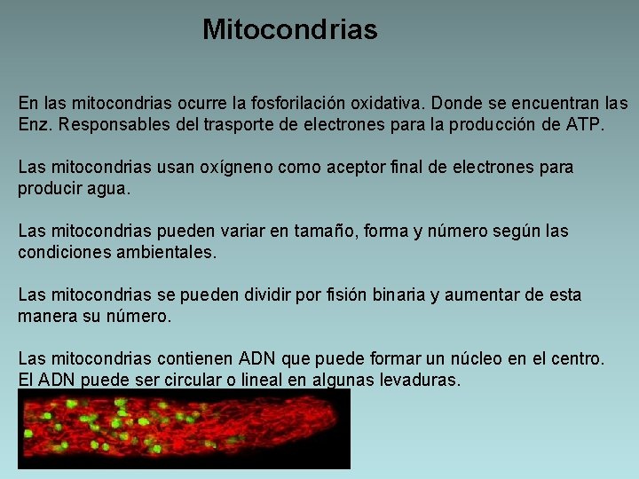 Mitocondrias En las mitocondrias ocurre la fosforilación oxidativa. Donde se encuentran las Enz. Responsables