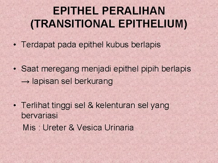 EPITHEL PERALIHAN (TRANSITIONAL EPITHELIUM) • Terdapat pada epithel kubus berlapis • Saat meregang menjadi