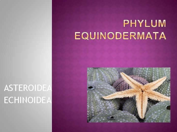 ASTEROIDEA ECHINOIDEA 