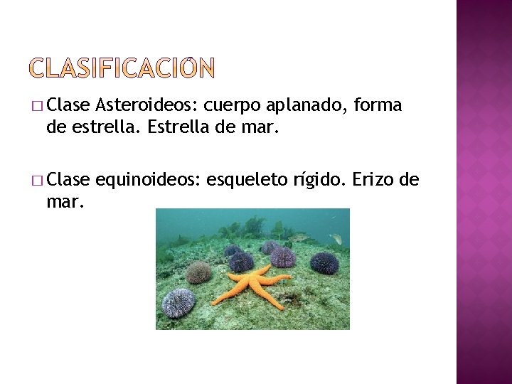 � Clase Asteroideos: cuerpo aplanado, forma de estrella. Estrella de mar. � Clase mar.