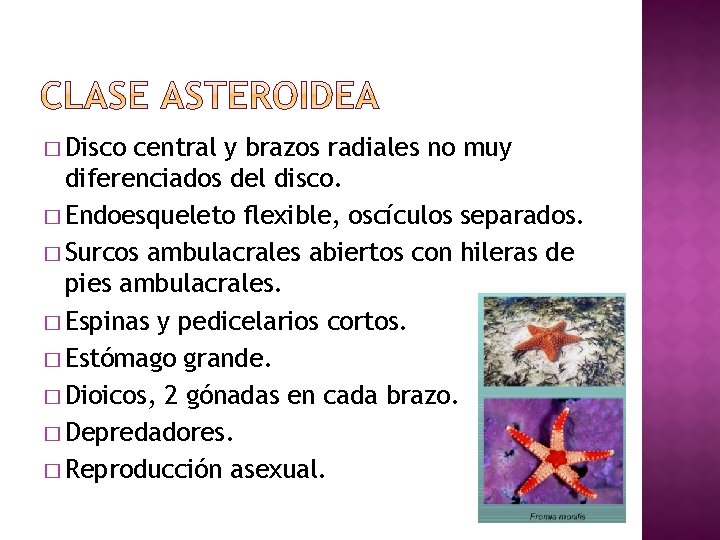 � Disco central y brazos radiales no muy diferenciados del disco. � Endoesqueleto flexible,