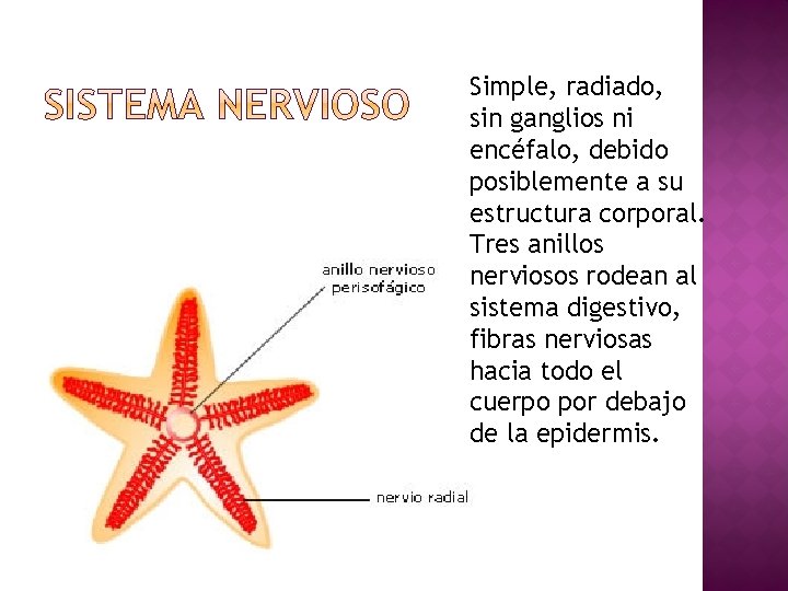 Simple, radiado, sin ganglios ni encéfalo, debido posiblemente a su estructura corporal. Tres anillos