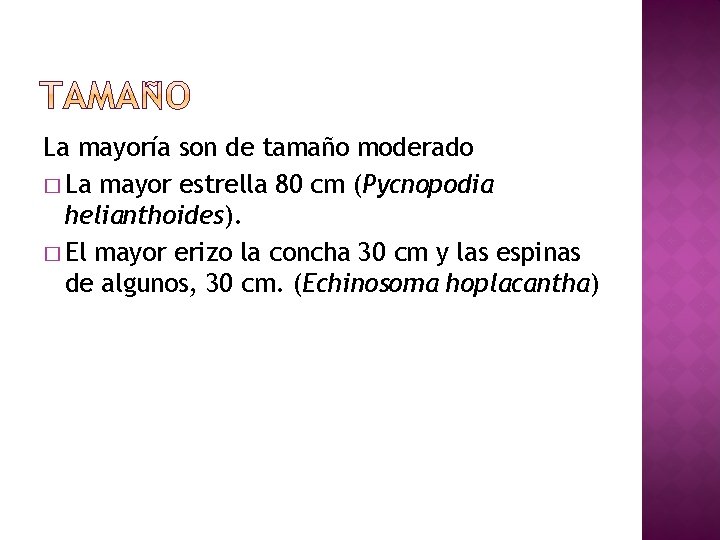 La mayoría son de tamaño moderado � La mayor estrella 80 cm (Pycnopodia helianthoides).