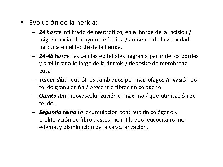  • Evolución de la herida: – 24 horas infiltrado de neutrófilos, en el