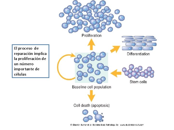 El proceso de reparación implica la proliferación de un número importante de células 