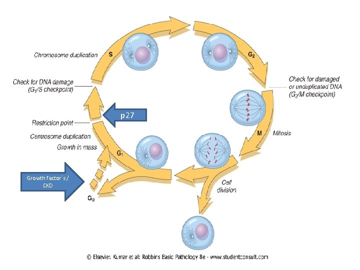 p 27 Growth factor´s / CKD 