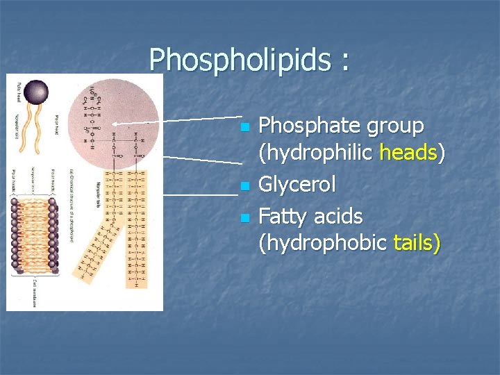 Phospholipids : n n n Phosphate group (hydrophilic heads) Glycerol Fatty acids (hydrophobic tails)