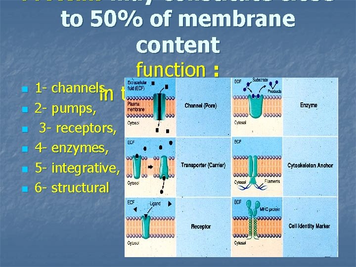 Proteins may constitute close to 50% of membrane content n n n function :