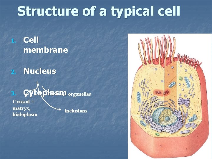 Structure of a typical cell 1. Cell membrane 2. Nucleus 3. Cytoplasm organelles Cytosol