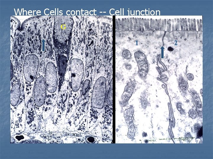 Where Cells contact -- Cell junction G 1 2 