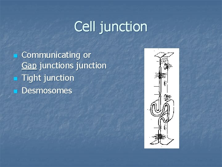 Cell junction n Communicating or Gap junctions junction Tight junction Desmosomes 