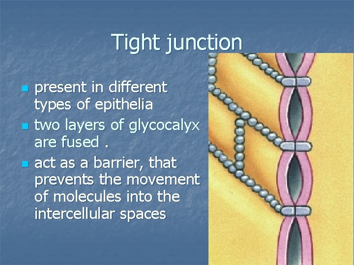 Tight junction n present in different types of epithelia two layers of glycocalyx are