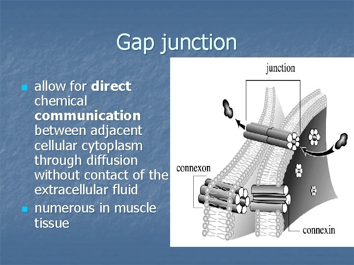 Gap junction n n allow for direct chemical communication between adjacent cellular cytoplasm through