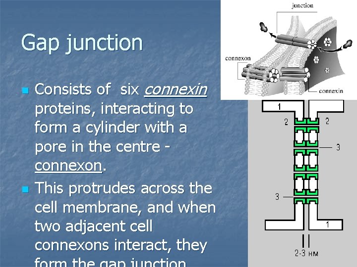 Gap junction n n Consists of six connexin proteins, interacting to form a cylinder