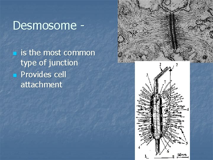 Desmosome n n is the most common type of junction Provides cell attachment Desmosome n n is the most common type of junction Provides cell attachment