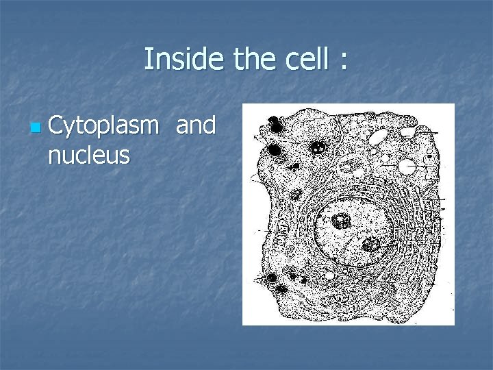 Inside the cell : n Cytoplasm and nucleus 