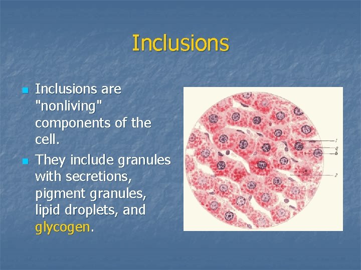 Inclusions n n Inclusions are "nonliving" components of the cell. They include granules with