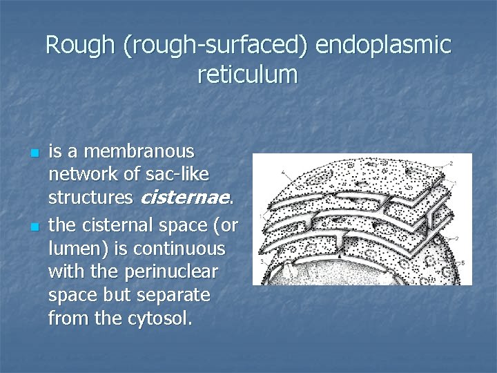 Rough (rough-surfaced) endoplasmic reticulum n n is a membranous network of sac-like structures cisternae.